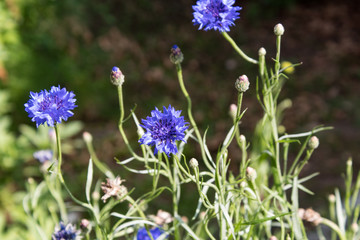 Kornblumen (Centaurea, Cyanus segetum Hill) auch unter dem Namen Flockenblume bekannt oder Zyane genannt