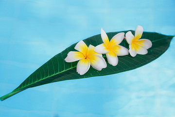 frangipani flower on green leaf in blue water