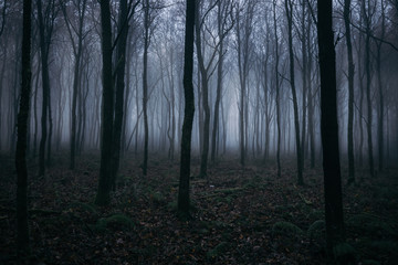 Fototapeta premium Nebel Wald 