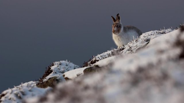 Mountain Hare, Lepus timidus, landscape showing hare within its cold snowy environment on a slope in winter during December with partial moult.