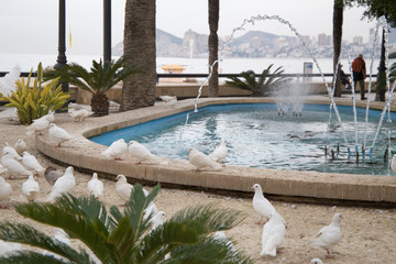 Doves in fountain Benidorm promenade in Alicante province on November 25, 2017 Spain