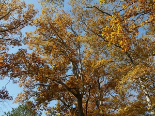 Colorful treetops and foliage in autumn