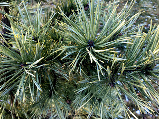 Green pine tree and pine cones. Fir branches with cones, long needles, park, autumn, winter, first snow, day light.
