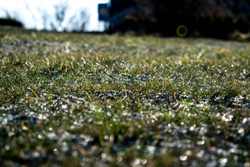 Close picture of flora in the mountain. 