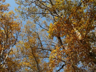 Upward shot of colorful leaves of trees in autumn