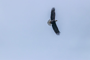 Bald eagles from Fraser river in Canada