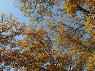 Wide shot, upward view of colorful leaves of trees in autumn