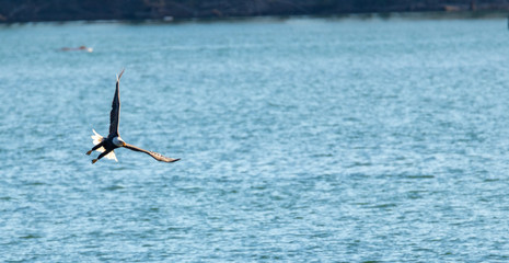 Bald eagles from Fraser river in Canada