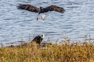 Bald eagles from Fraser river in Canada