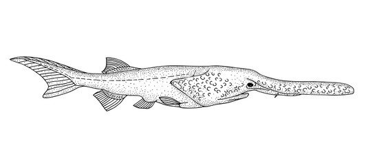 Paddlefish. Black hand drawing outline vector image.