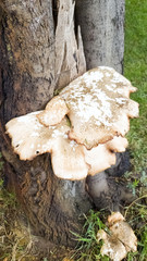 White xylophagous fungi