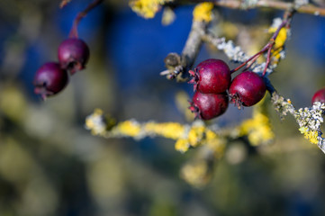 rote beeren im herbst