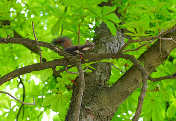 A red squirrel on a tree branch in Belgrade, Serbia