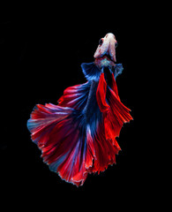 Red and blue siamese fighting fish, betta fish isolated on Black background.Crowntail Betta in Thailand.