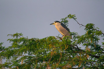 Black crowned night heron, Nycticorax nycticorax, India