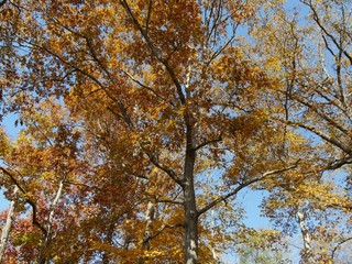 Medium close upward shot of trees with all its leaves in full autumn colors