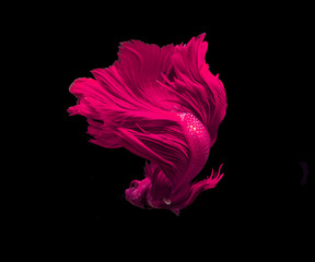 Pink siamese fighting fish, betta fish isolated on Black background.Crowntail Betta in Thailand..