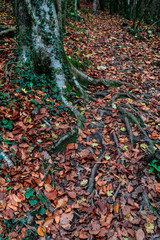 background of branches of tree