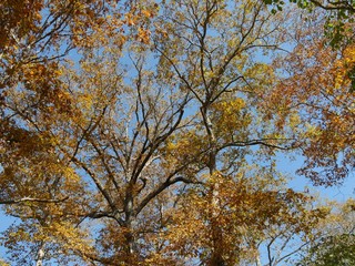 Medium wide, upward shot of trees showcasing the beauty of colors in autumn
