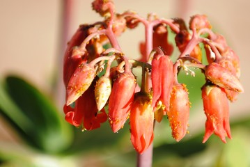 Bunch of red flower buds in close up view and covered by insects and ants on it - macro photography / macro flowers / close up photography