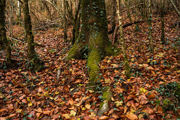 autumn leaves in the forest