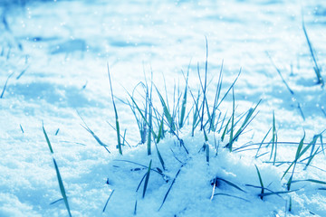 Blue tinted winter background, morning frost on the grass, sunlight with copy space