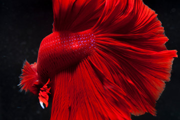 Red siamese fighting fish, betta fish on Black background.Crowntail Betta in Thailand.