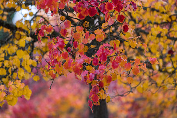 Feuilles, automne, arbre, couleurs