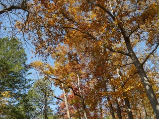 Fototapeta premium Beauty of autumn in the colorful leaves of the trees