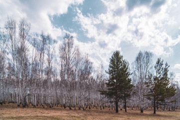 birch trees autumn spruce