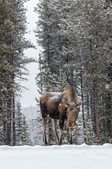 Moose from Jasper National Park