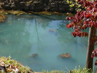 Close up of a calm spring with colorful leaves in autumn at a park