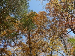 Autumn showcasing its full colors in the trees