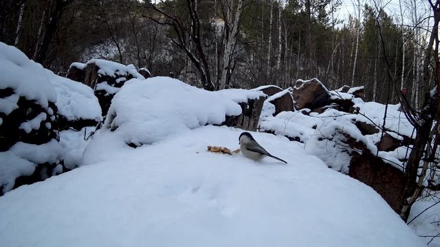 Tit bird feeds on bread crumbs and seeds. Fluffy white snow, winter. Big stones and a forest on the backdrop.
