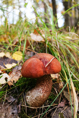 Mushroom in the forest. Autumn forest. Beautiful orange-cap boletus in the grass.