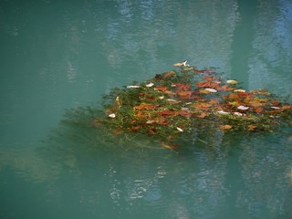 Close up of colorful fallen leaves floating in the waters of a clear spring