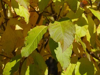 Beautiful colors of spring in the leaves, close up