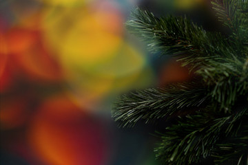 Fir branch on multi-colored bokeh background. Space for text.