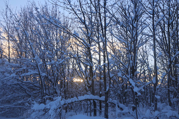  snowy winter landscape