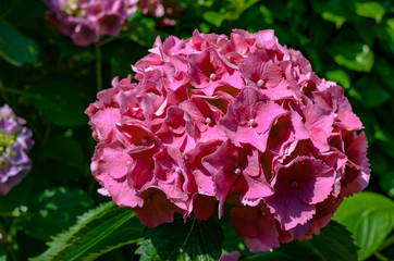 pink flower in the garden