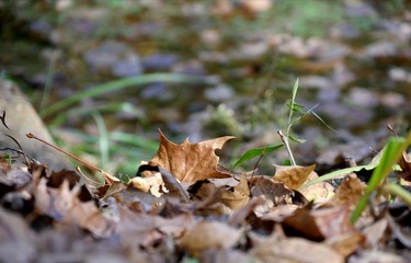 Pile of fallen maple leaves in the grass, with blurred background