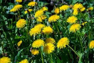 spring yellow flowers dandelions in green grass. Looks like a background