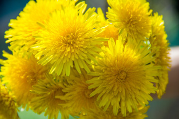 spring yellow flowers dandelions. Looks like a background