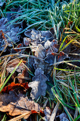 Frosted leaves on the grass.