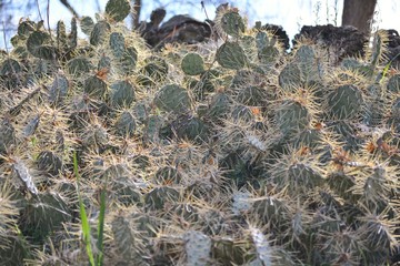 cactuses in a sunny day