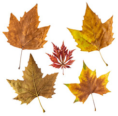  Set of autumn leaves isolated on white back