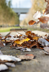 Autumn leaves on rustic wood in the field