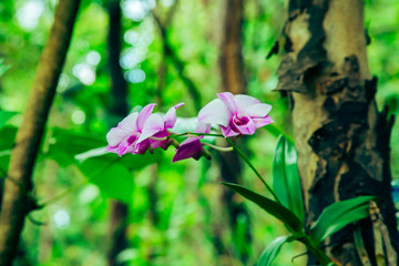 Purple orchids in a forest Thailand. Beautiful spring season  flowers with  green With trees and leaves background