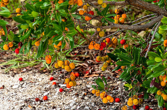 Evergreen strawberry tree (Arbutus unedo) 