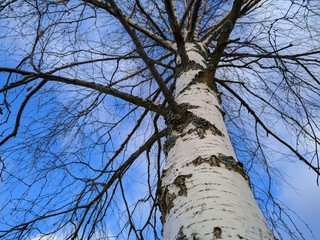 Black and white birch with bark against the blue sky